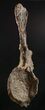 Tall Diplodocus Caudal Vertebra - Dana Quarry #10142-6